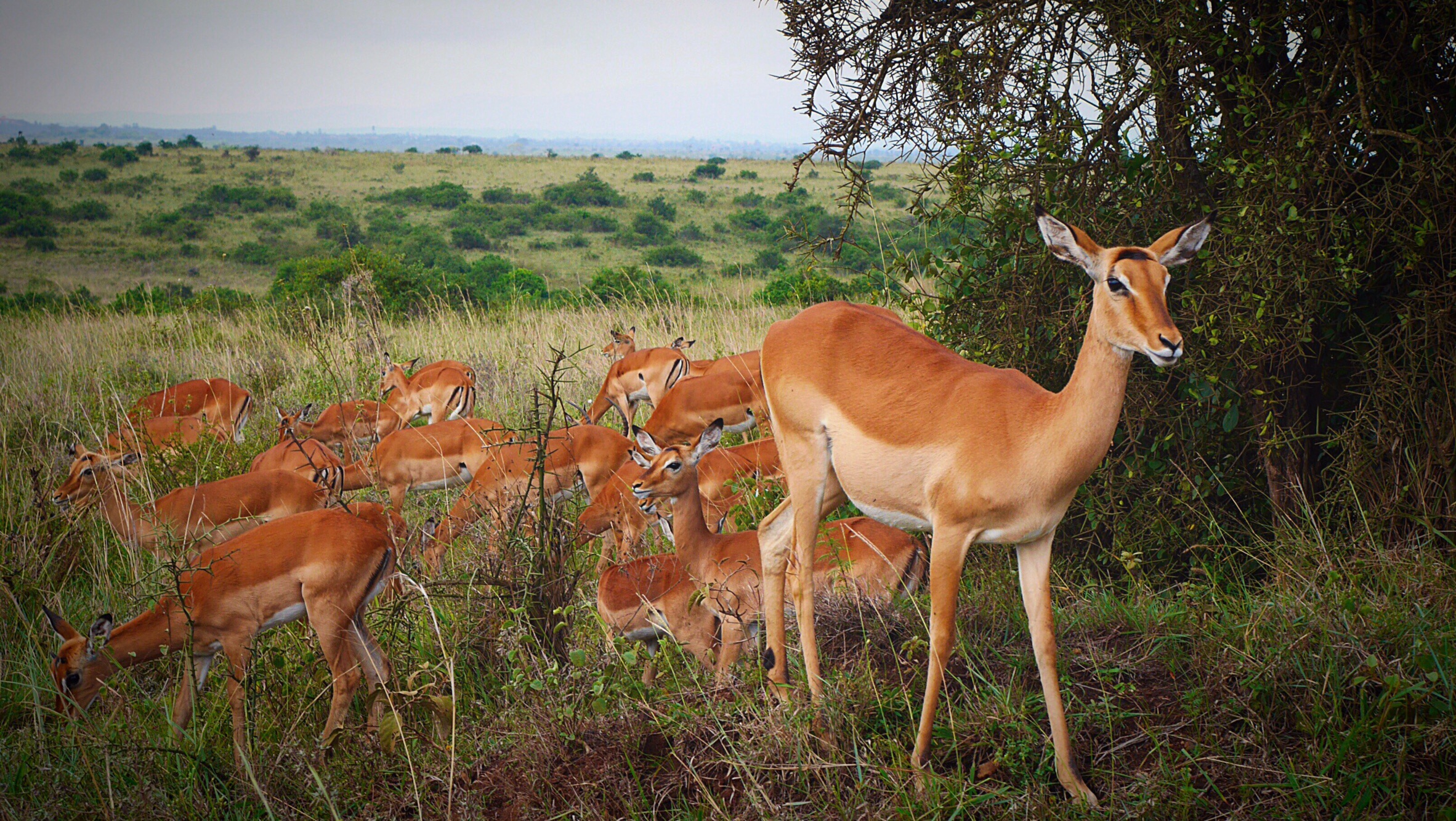 Antelopes at Nairobi National Park