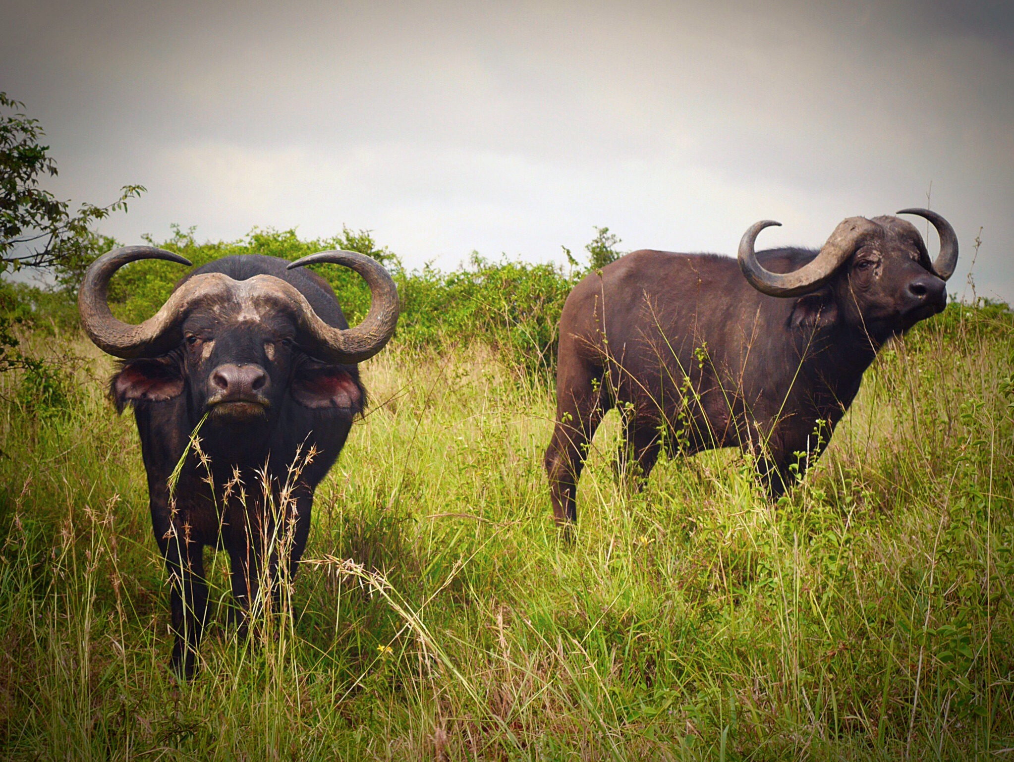 Water buffalos at Nairobi National Park