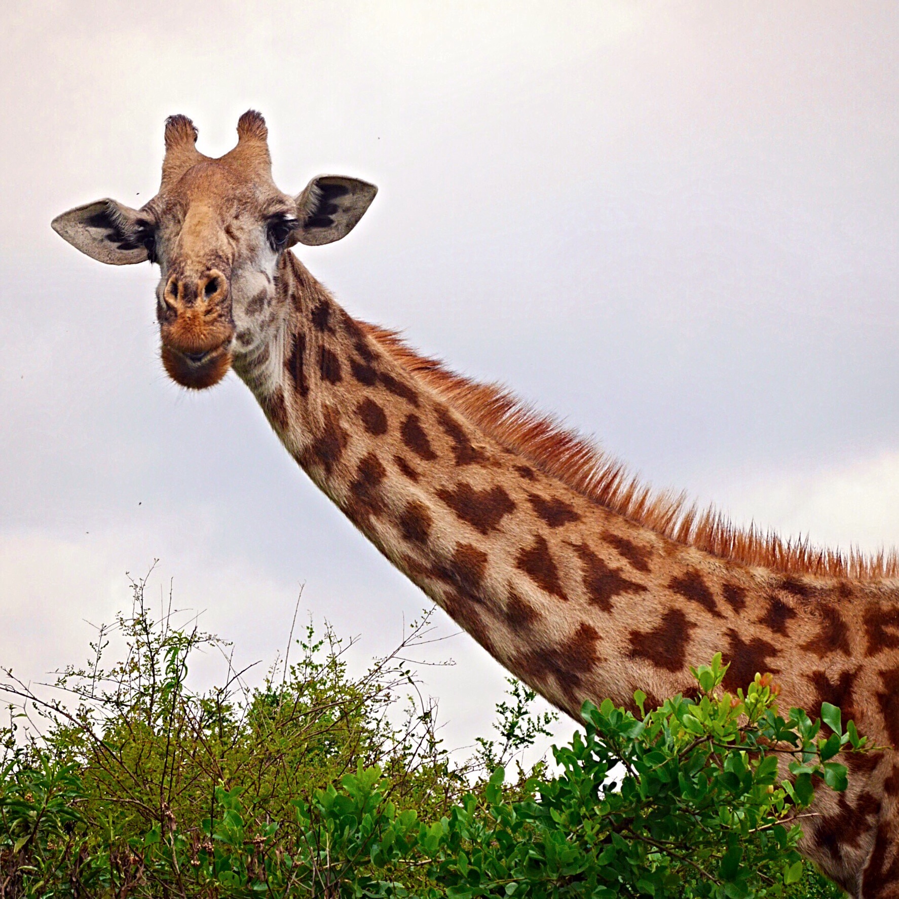 Giraffes at Nairobi National Park