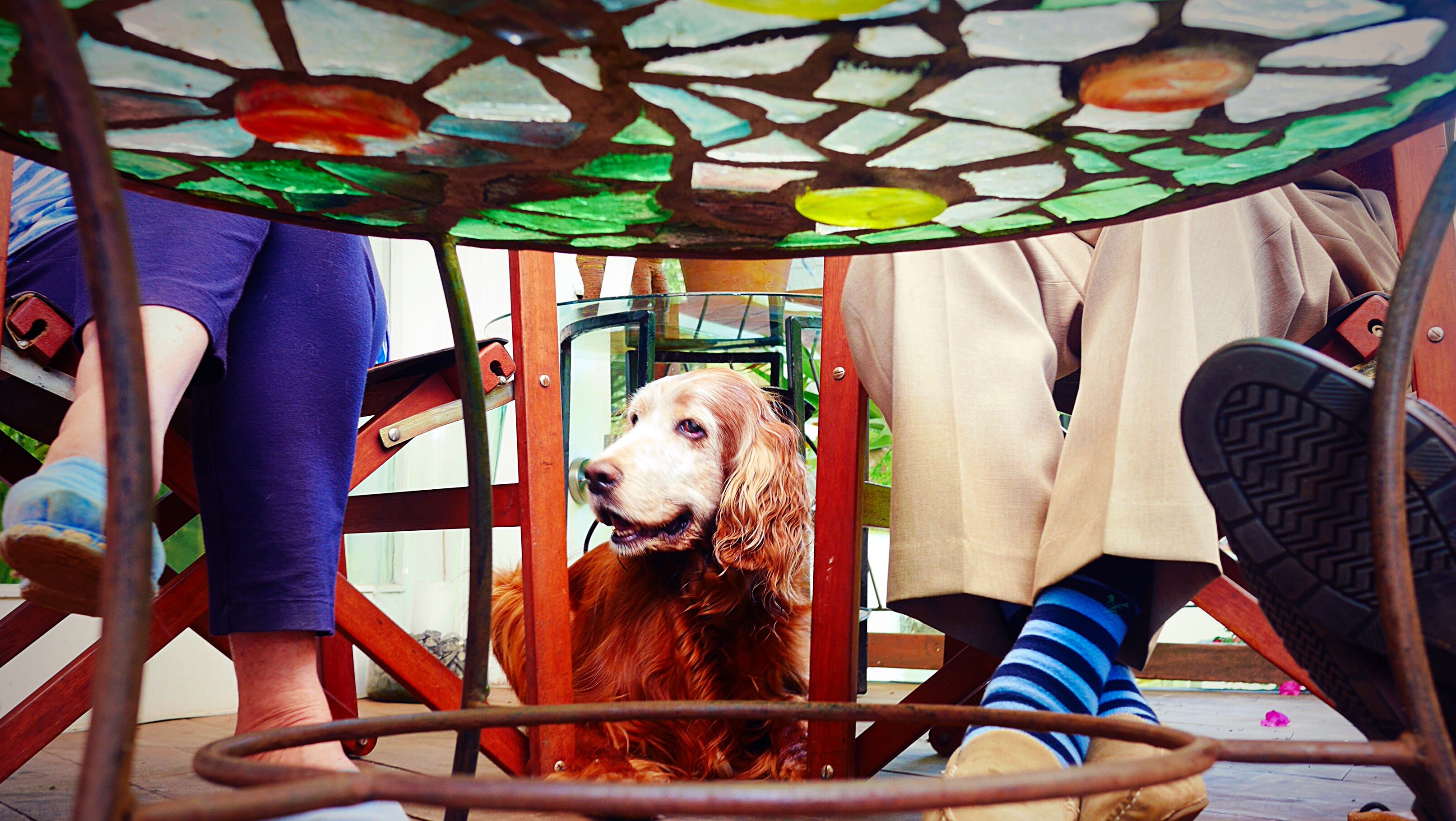 Doggie at the empanada lunch