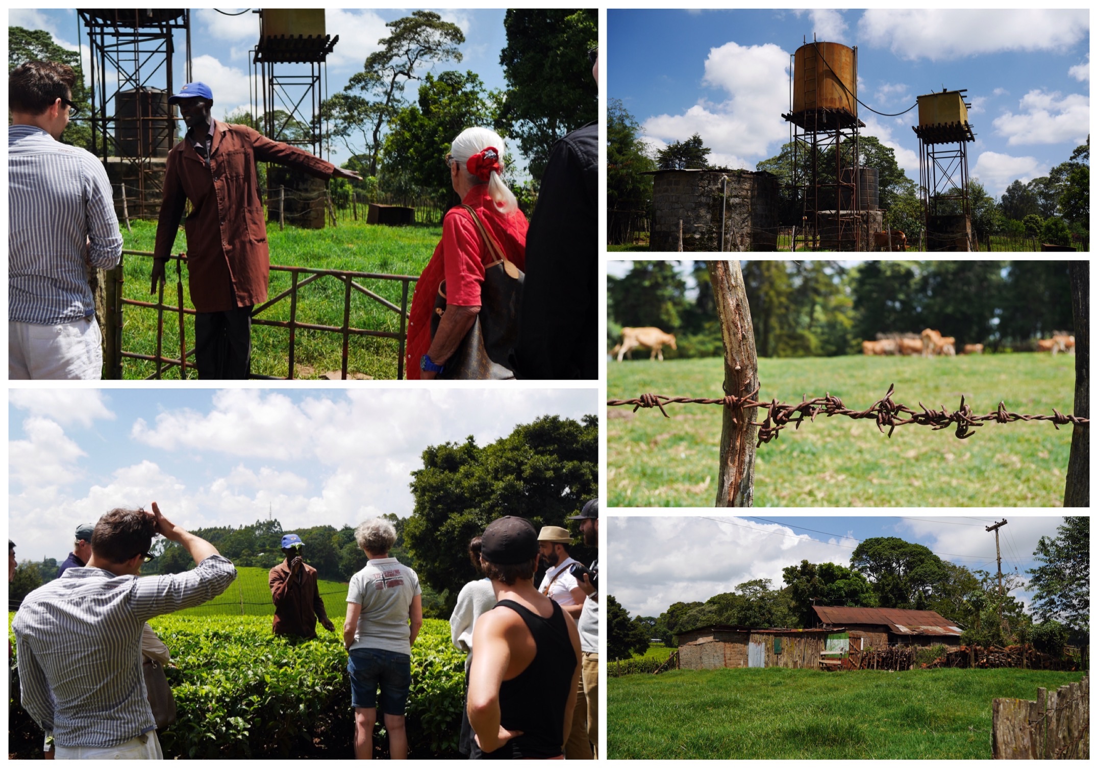 Kiambethu Tea Farm, Limuru, Kenya