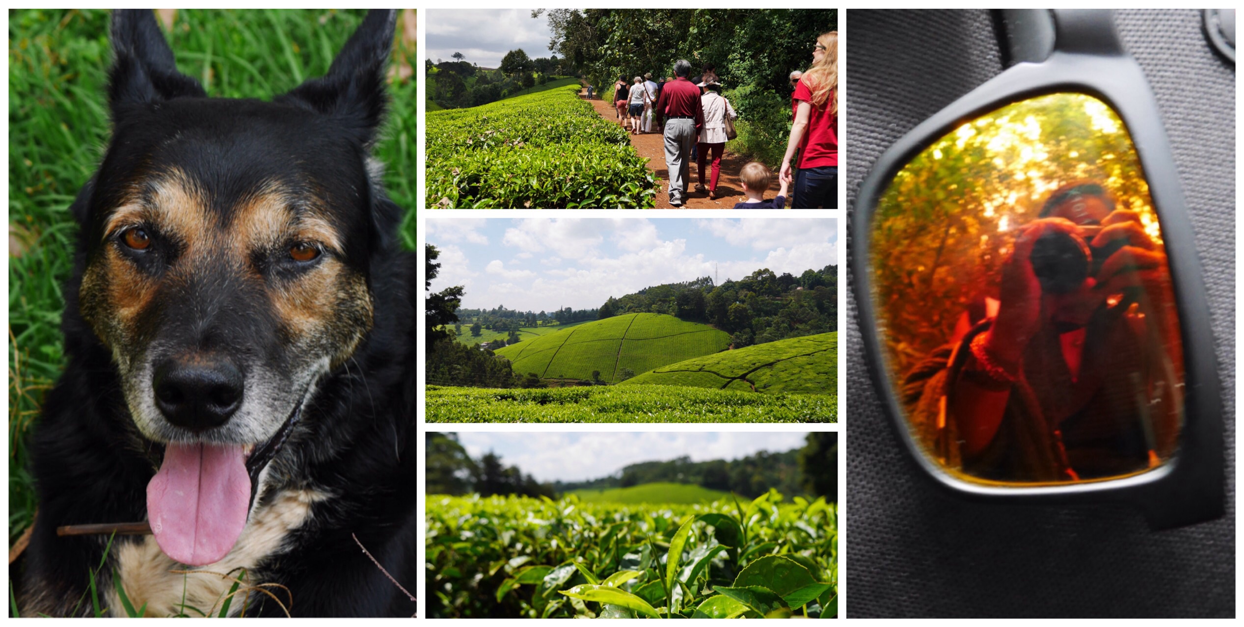 Kiambethu Tea Farm, Limuru, Kenya