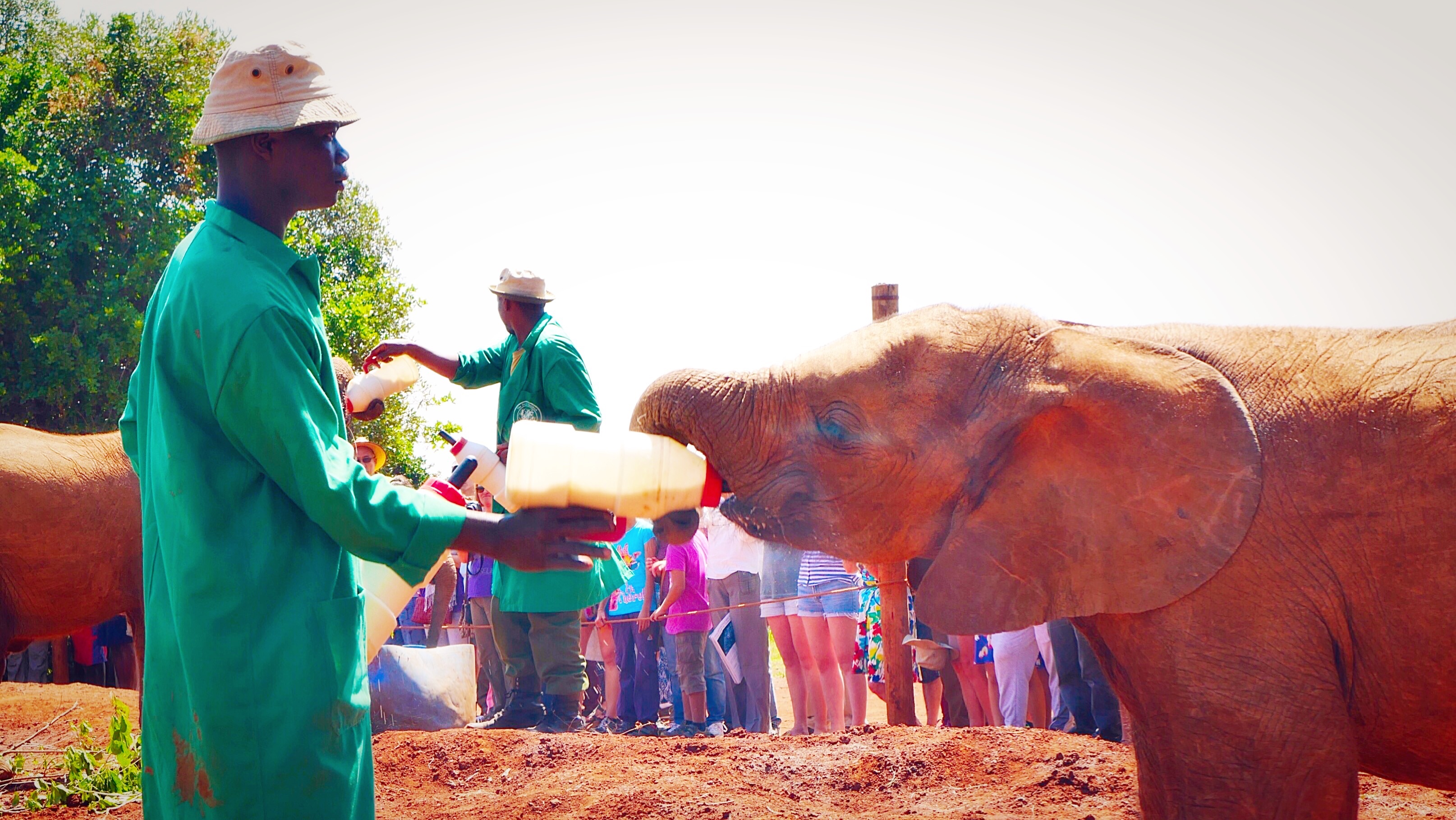 Baby Elephant Feeding at Daphne Sheldrick Elephant and Rhino Orphanage, Nairobi