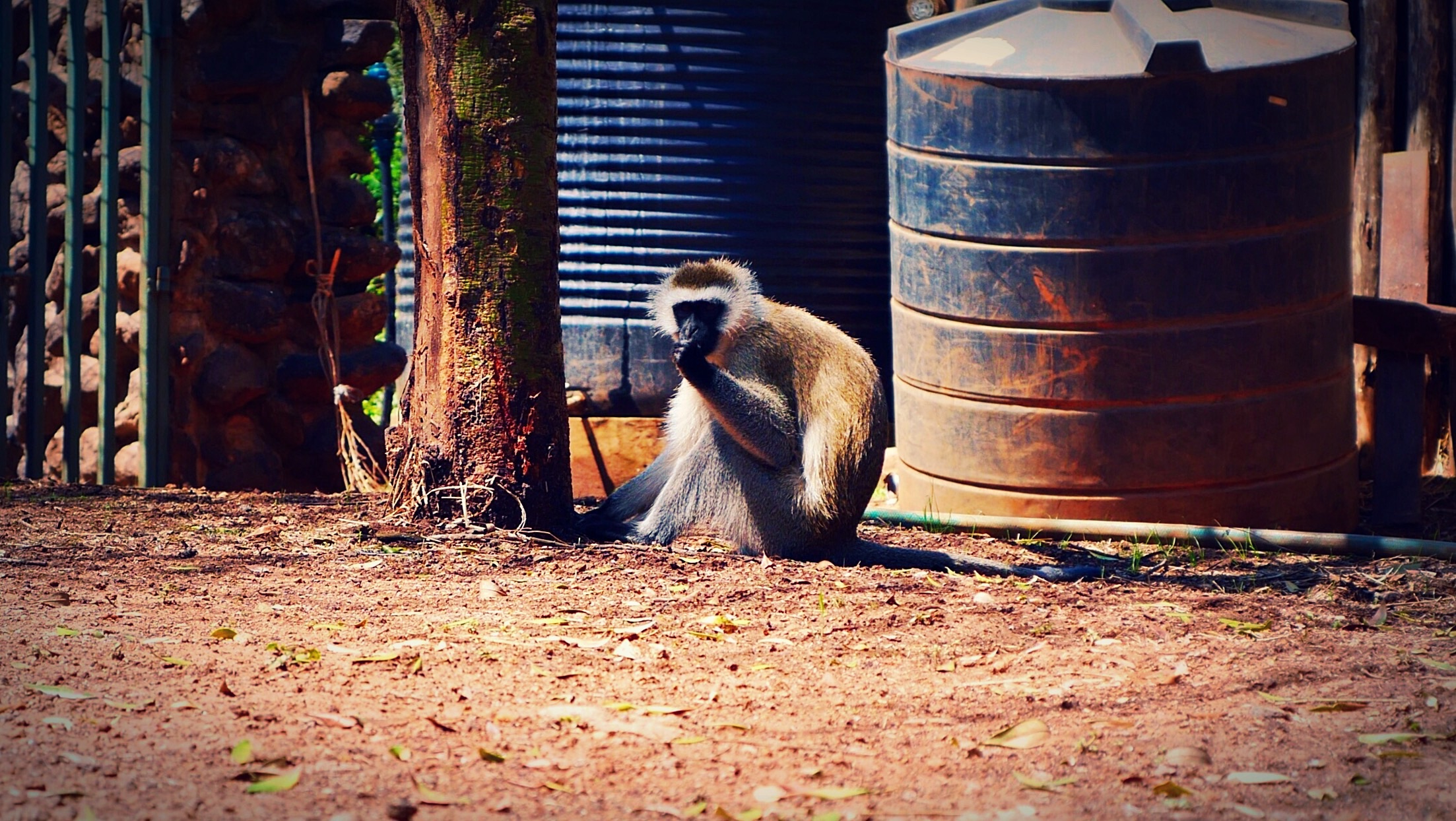 Monkey at Daphne Sheldrick Elephant and Rhino Orphanage, Nairobi