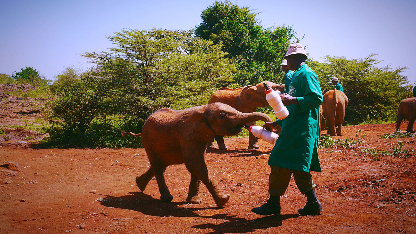 Baby Elephant Feeding at Daphne Sheldrick Elephant and Rhino Orphanage, Nairobi